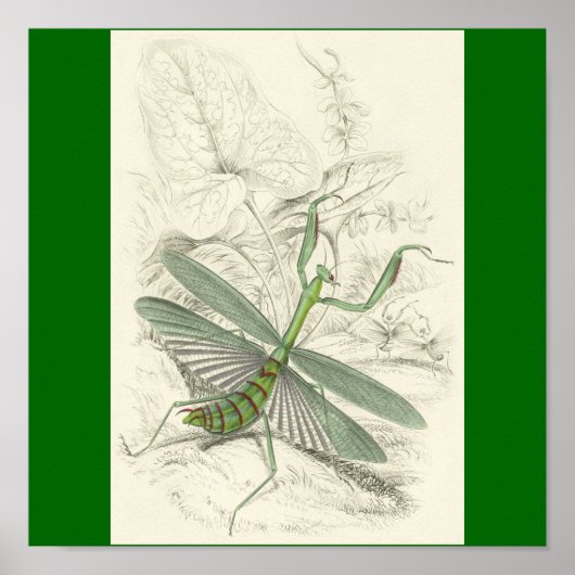 Poster Priant Mantis, Mantis Religiosa (Devant)