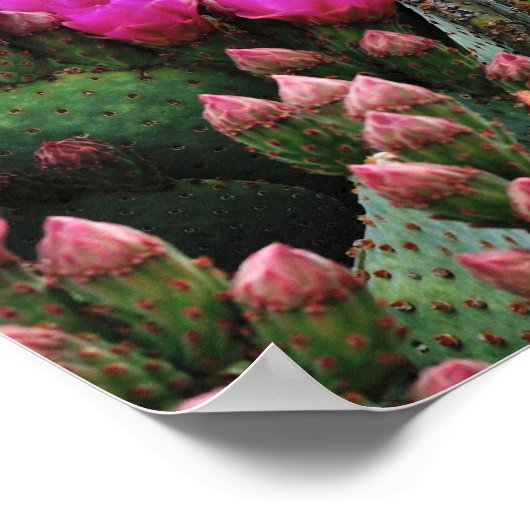 Poster Prickle Pear Cactus en Bloom Père Noël Fe NM (Coin)