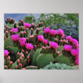 Poster Prickle Pear Cactus en Bloom Père Noël Fe NM (Devant)