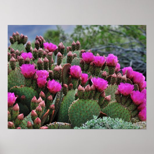 Poster Prickle Pear Cactus en Bloom Père Noël Fe NM (Devant)
