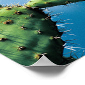 Poster Prickley Cactus (Coin)