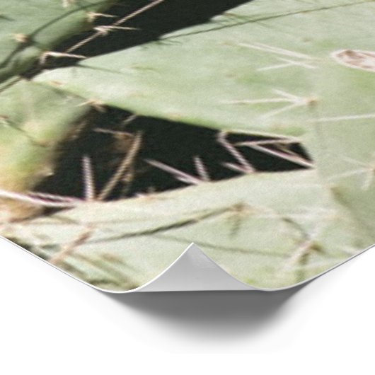 Poster Prickley Pear Cactus (Coin)