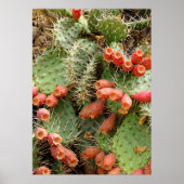 Poster Prickly Pear Cactus (Devant)