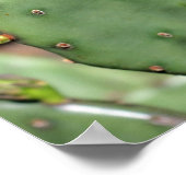 Poster Prickly Pear Cactus (Coin)
