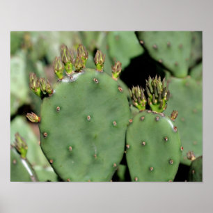 Poster Prickly Pear Cactus