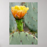 Prickly Pear Cactus et fleur