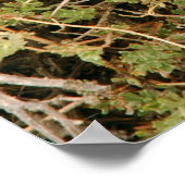 Poster Prickly Pear Cactus Flowers (Hoek)