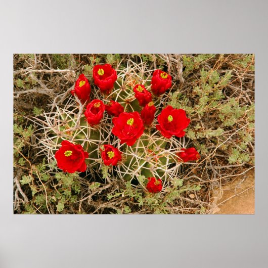 Poster Prickly Pear Cactus Flowers (Voorkant)