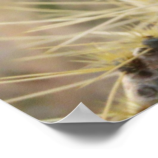 Poster Prickly Pear Heart (Coin)