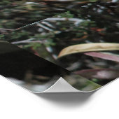 Poster Pricky Pear Yellow Bloom Fermer (Coin)