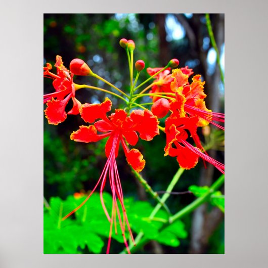 Poster Pride of Barbados Stretched Canvas Print (Devant)