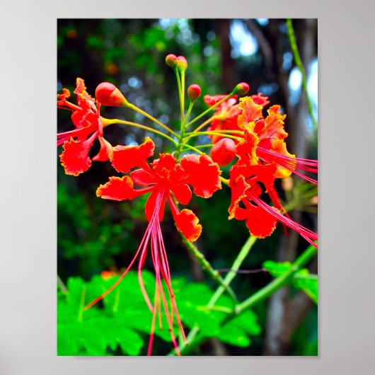 Poster Pride of Barbados Stretched Canvas Print (Devant)