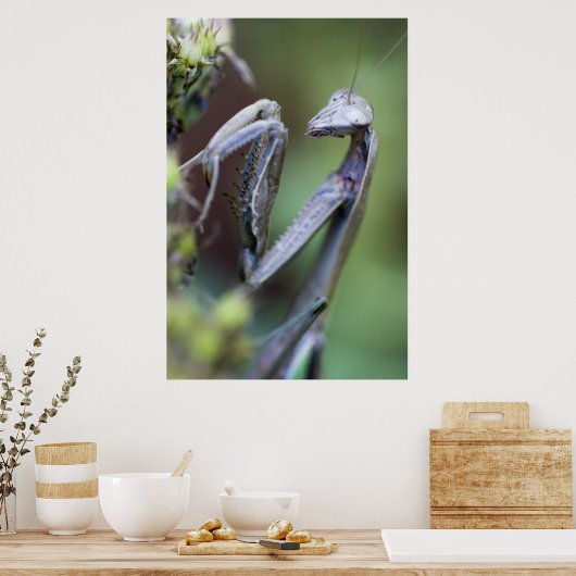 Poster Prier Mantis (Cuisine)