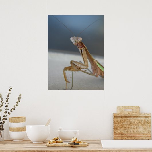 Poster Prier Mantis (Cuisine)
