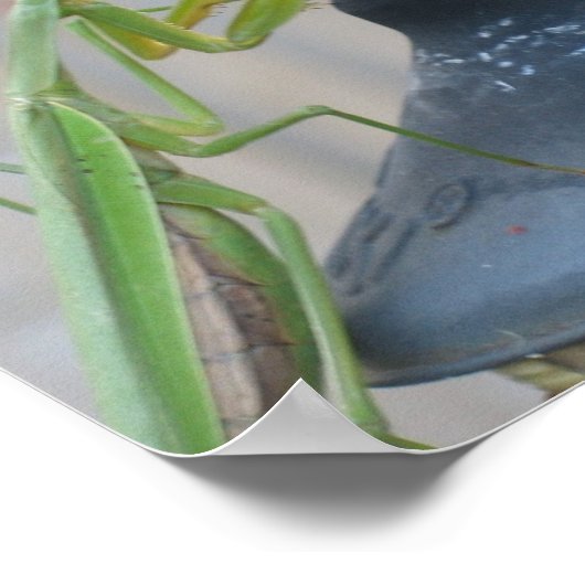 Poster Prier Mantis (Coin)