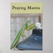 Poster Prier Mantis (Devant)