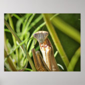 Poster Prier Mantis (Devant)