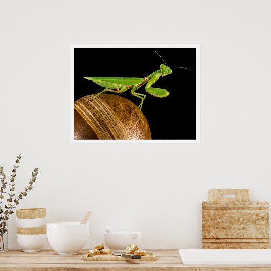 Poster Prier Mantis Gros plan (Cuisine)