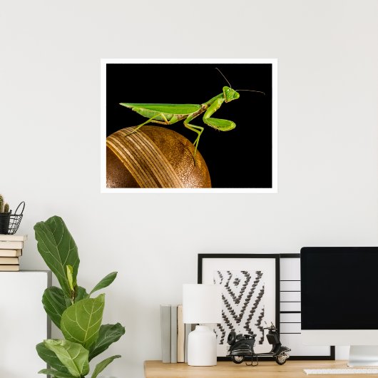 Poster Prier Mantis Gros plan (Bureau à domicile)