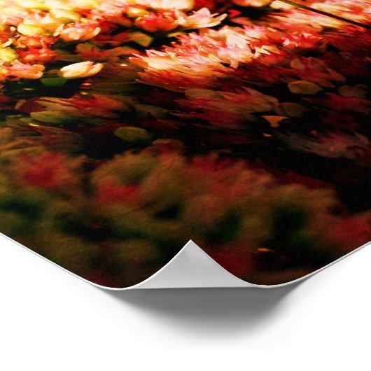 Poster Prier Mantis Sur Sedum Fleur Abstrait Grunge (Coin)