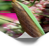 Poster Prier Mantis Sur Sedum Flower Mirror Abstrait (Coin)