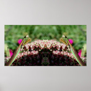 Poster Prier Mantis Sur Sedum Flower Mirror Abstrait