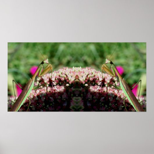 Poster Prier Mantis Sur Sedum Flower Mirror Abstrait (Devant)
