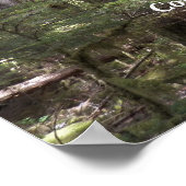 Poster Prière de sérénité Forêt illuminée Photographie (Coin)