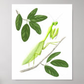 Poster Prière Mantis Art Print (Devant)