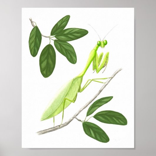 Poster Prière Mantis Art Print (Devant)