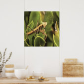 Poster Prière Mantis Portrait Insect Art (Cuisine)