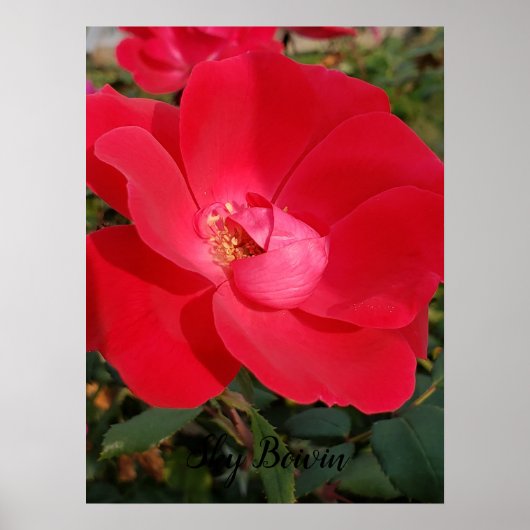 Poster primeur unique (Devant)