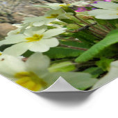 Poster Primrose (Coin)