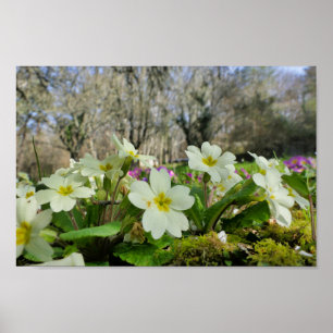 Poster Primrose