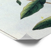 Poster Primrose du soir, assiette 73 de 'Collection Preci (Coin)