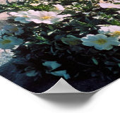 Poster Primrose du soir Eureka (Coin)