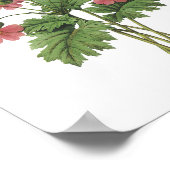 Poster primrose(Primula sinensis) par Redouté (Coin)