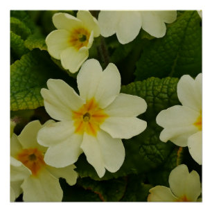 Poster Primroses