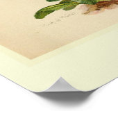 Poster Primula (Coin)