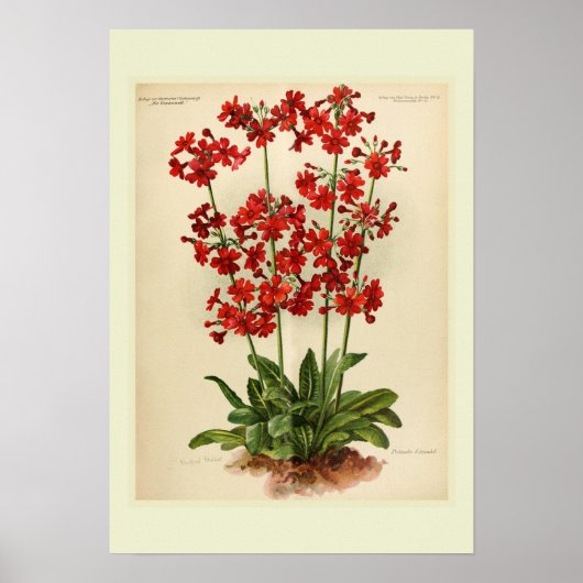 Poster Primula (Devant)