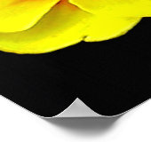 Poster Primula jaune au printemps (Coin)