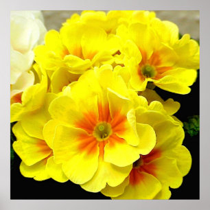Poster Primula jaune au printemps