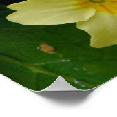 Poster Primula Jaune/Fleur Primrose Imprimer/Poster (Coin)