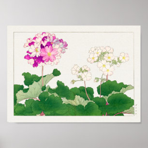 Poster Primula par Tanigami Konan