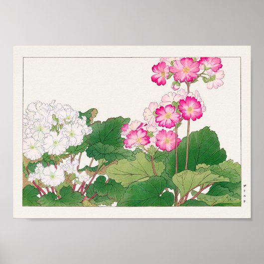 Poster Primula par Tanigami Konan (Devant)