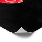 Poster Primula rouge au printemps (Coin)