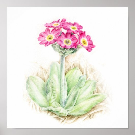 Poster Primula scotia alpine plante aquarelle art (Devant)