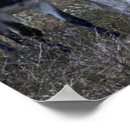 POSTER PRINTEMPS (Coin)