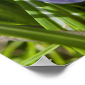 Poster Printemps (Coin)