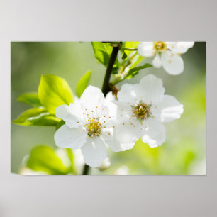 Poster Printemps